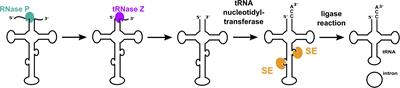 Splicing Endonuclease Is an Important Player in rRNA and tRNA Maturation in Archaea